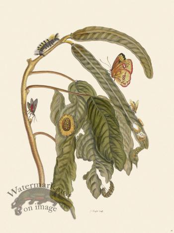 Merian Metamorphosis 58